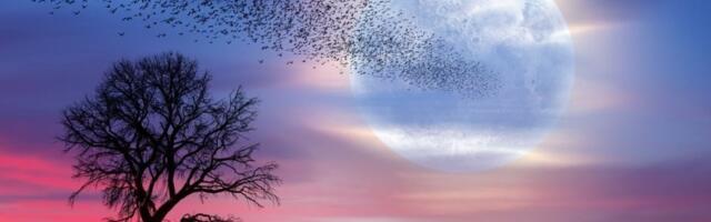 Mesec je u Biku: 3 horoskopska znaka ulaze u srećan period