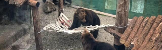 Tri sestre mrkog medveda stigle iz Mađarske: Beogradski zoo vrt dobio nove neodoljive stanarke