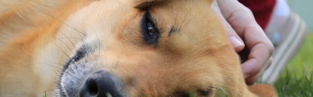 Zašto psi jedu travu? Veterinar objašnjava tri najčešća razloga