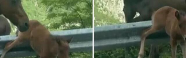 Ždrebe ostalo zaglavljeno pored puta, niko nije znao kako da joj pomogne: Pojavio se jedan čovek, a onda je samo...