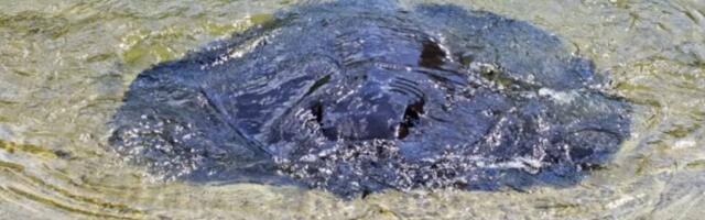 Ribar u Kambodži slučajno ulovio najveću džinovsku ražu do sada zabeleženu