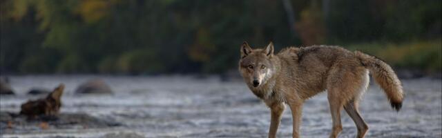"Jedva sam poverovao svojim očima“: Istraživač snimio SENZACIJU, vuk iskoristio alat da dođe do hrane