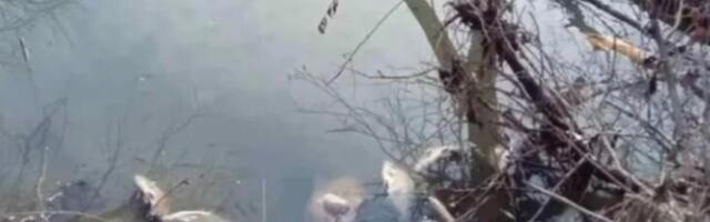 HOROR NA ZAPADNOJ MORAVI Isplivali džinovski somovi: Teški su 20 kila! (FOTO)