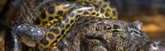 "NIKADA NISAM VIDELA NEŠTO TAKO": Pogledajte trenutak kada je "Godzila" savladala moćnog predatora! (VIDEO)