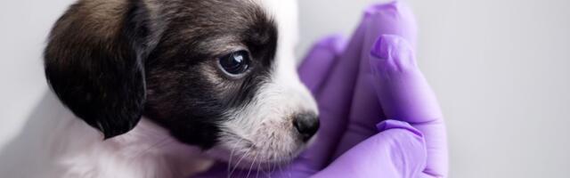 Čak 99 posto veterinara svedoci umiranja ljubimaca zbog bolesti koje su se mogle sprečiti vakcinacijom