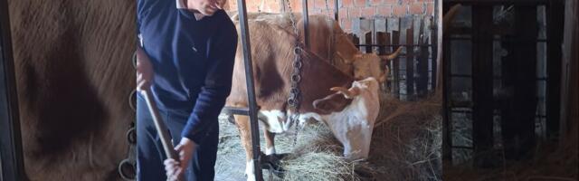 "KRAVU I DEVOJKU BIRAJ IZ SVOG SELA" Luka Crepuljarević završio fakultet, pa otišao da čuva krave, a ovako provodi Veliki petak: Ima najbolju tehniku za FARBANJE JAJA