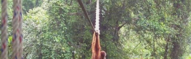 VIDEO: Orangutan prvi put snimljen kako koristi most koji su napravili ljudi