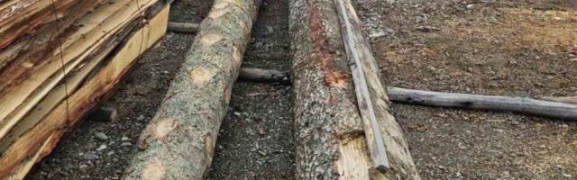U Sibiru razvijeno "providno drvo": Evo za šta će se koristiti