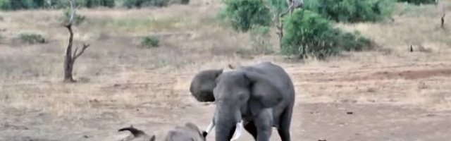 PREVAZILAZI SVE PREPREKE! Slona ne može da zaustavi ni ograda (Video)