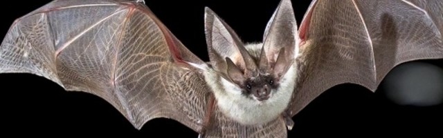 Tokom Drugog svetskog rata postojao je zanimljiv projekat američke vojske za napad na Japan