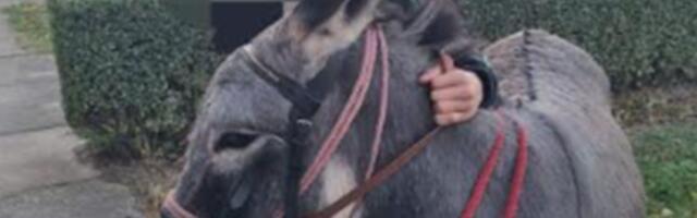 Vratite Cvetu! Dečak pati zbog ukradene ljubimice, neko je isekao žicu i odveo njegovo magare iz dvorišta