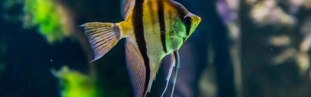 Javni akvarijum i tropikarijum Beograd na ivici opstanka: Rezerve hrane na izdisaju