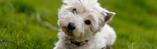 Veterinar otkrio zašto psi naginju glavu u stranu dok im pričamo