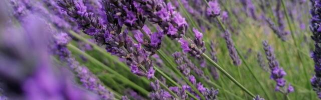 Srpkinje obožavaju ovu biljku u dvorištu, a ne znaju da privlači zmije: Obratite pažnju na jedno