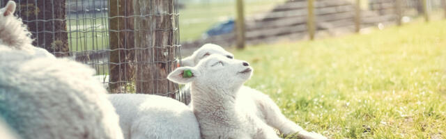 Čudo na imanju Stojanovića: Ovakav prizor u štali retko se viđa (FOTO)