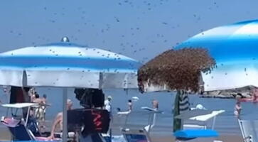 HILJADE PČELA OKUPIRALE PLAŽU NA JADRANU, SCENA ZAPREPASTILA KUPAČE: Dramatična situacija, vlasti ogradile celo područje - Sve češći ovakvi incidenti (VIDEO)