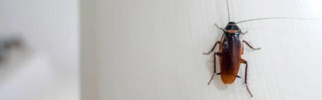 Pustite bubašvabe da osvoje vaš stan i dobijte 2000 dolara