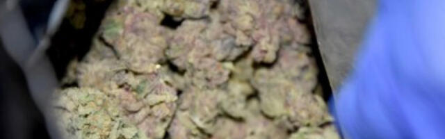 PALI ZBOG MARIHUANE: U Sokobanji UHAPŠENI zbog prodaje i proizvodnje narkotika!