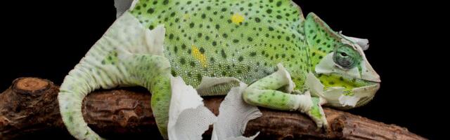 PRESVLAČENJE ponekad može biti opasno: Šta da uradite ako STARA KOŽA ugrožava zdravlje vašeg reptila