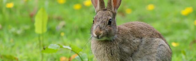 Vozač je naleteo na zeca i zaustavio se: A onda je naišao mrtav pijan mladić...