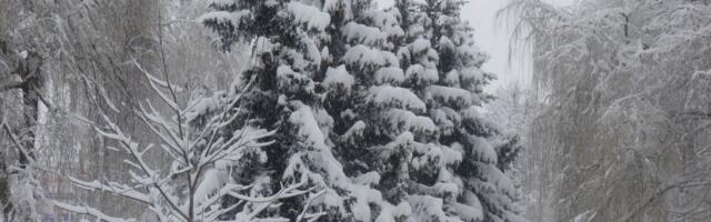 Snimak koji je usijao mreže: Svi gledaju u neverici šta je uradila "Baba Marta"