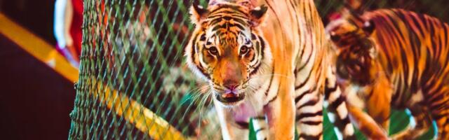 Zver među decom: Tigar preskočio ogradu i nonšalantno ušetao u publiku ( FOTO/VIDEO)