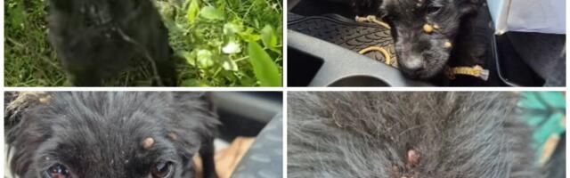 Verovala vam je, a vodili ste je u smrt! Horor prizor u šumi: Vezali štene planinarskim konopcem da ne krene za njima, krv joj pilo na desetine krpelja! VIDEO