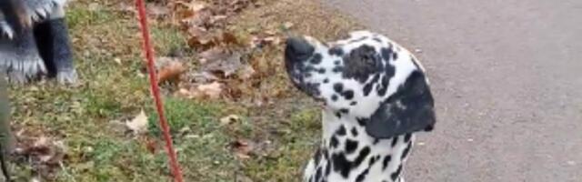 Najslađi tačkasti softver i pas koji je ukinuo AV (FOTO)