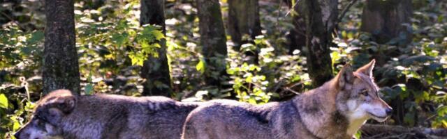 Čopor vukova na Halkidikiju svima uterao strah u kosti: Evo gde viđaju opasne zveri