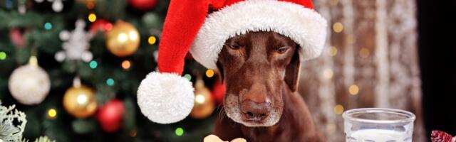 Praznične poslastice za vašeg psa: Šta sme, a šta nikako ne sme da pojede sa svečane trpeze