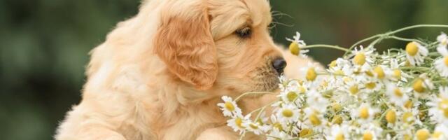 Ovo je najlepši pas na svetu: Evo da li je vaš ljubimac na listi (FOTO)