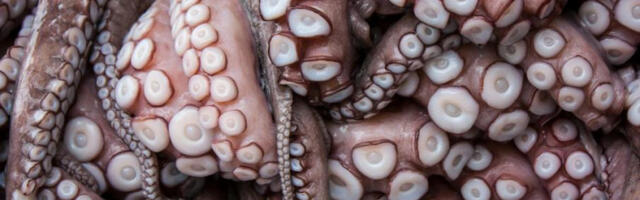 Научници реконструисали џиновске хоботнице из праисторије