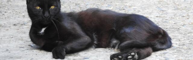Felinolozi podelili tajnu plavog anđela iz Arhangelska: Ruska crna i bela mačka u genima kriju "donji veš"!