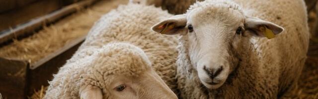 Stočni fond na ozbiljnom ispitu: Broj ovaca prepolovljen, a usled virusa boginja novi gubici tek slede