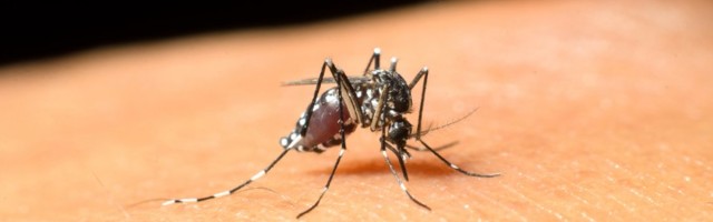 Virus Zapadnog Nila fatalan za jednog među 150 ljudi