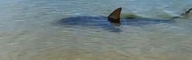 Ajkula od 6 metara dolazi na nekoliko metara od obale, dok ljudi histerično beže iz vode!