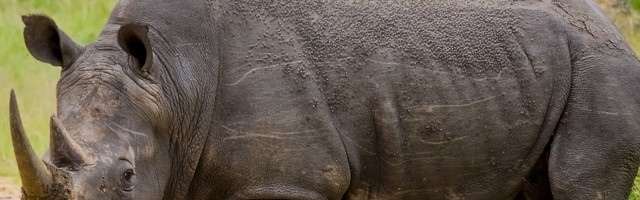 Uginuo najstariji crni nosorog na svetu, otkriven jedan detalj