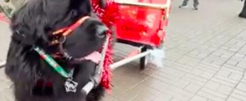 Usvojeni psi u prazničnoj paradi u Londonu: “Pas nije poklon za Božić, već obaveza za ceo život.“