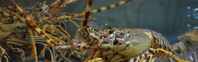 ​Британска влада планира забрану кувања живих јастога