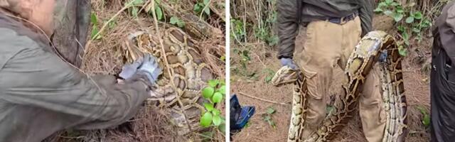 MONSTRUM U MOČVARI Lovci podigli džinovsku zmiju sa zemlje i ostali u šoku: Ovo se retko viđa!