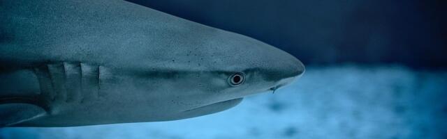 Ajkule biraju s kim komuniciraju, s kim se druže i ko će im biti partner