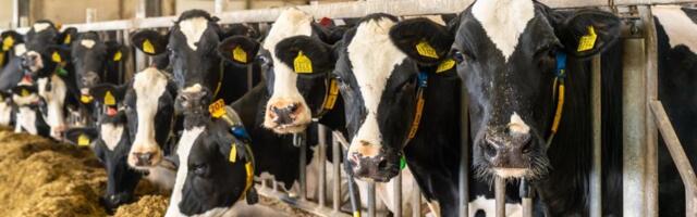 Da li ćemo piti mleko od "pametnih krava"? Srpski seljak pred novim izazovom