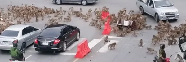 Bande majmuna organizuju tuče po Tajlandu i terorišu ljude