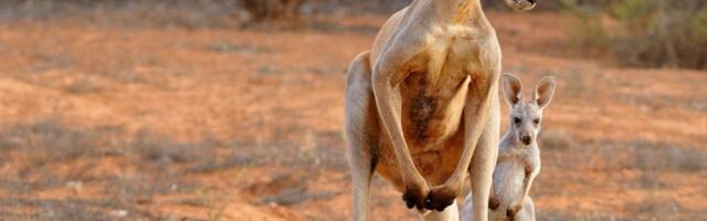 Crveni kengur može da preskoči 100 metara u jednom skoku, ali evo zašto ne može da hoda i da skoči unazad