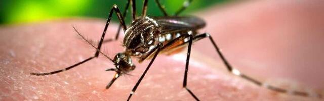 Naučnici napokon otkrili kako komarci biraju "žrtve" koje će napasti!