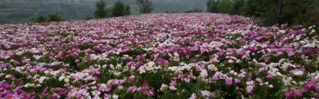 Srbi obožavaju ovaj cvet koji cveta i do 15 godina: Veruje se da štiti kuću od zla i donosi sreću ženama