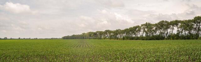 Kad izgubite parcelu za nekoliko dinara