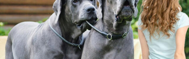 PSI NAPALI VLASNICU NASRED ULICE U BEOGRADU! Izujedana žena pronađena u parku, nastradao i slučajni prolaznik!