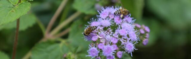 Napravite baštu koja “bruji od života”: Trikovi koji privlače pčele, leptire i ptice u vaše dvorište