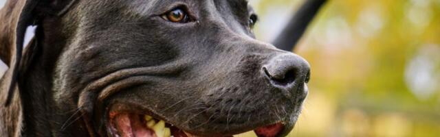 Koji su psi opasni? Istina o pitbullu i drugim rasama